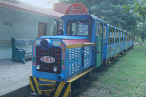 A wide pathway in the Botanical Garden of Puducherry, lined with tall trees providing dense shade. The path is made of interlocking pavers and covered with scattered fallen yellow flowers. Several people are relaxing on concrete benches, while others are walking. The garden is lush and green.