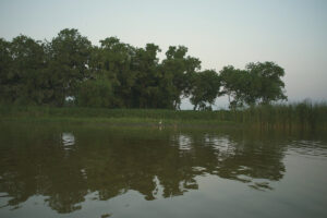 A lone white egret perched on a branch in the calm, dark waters of Ousteri Lake, Puducherry, during twilight, surrounded by a dense tree line.