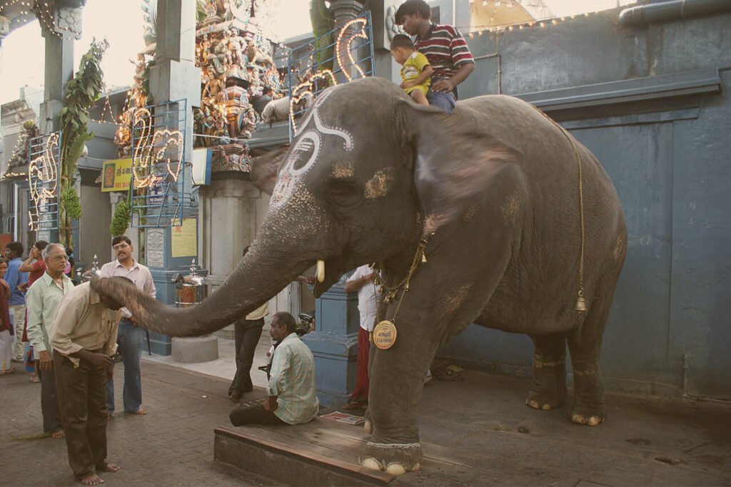 The temple elephant, Lakshmi, is shown blessing a devotee by gently placing her trunk on his head inside the courtyard of the Sri Manakula Vinayagar Temple in Puducherry.