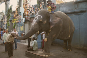 The temple elephant, Lakshmi, is shown blessing a devotee by gently placing her trunk on his head inside the courtyard of the Sri Manakula Vinayagar Temple in Puducherry.